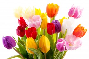 Bouquet of colorful tulips